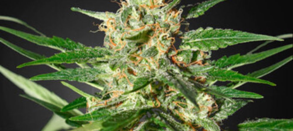 Strain Hunters Cannabis Seeds Damnesia