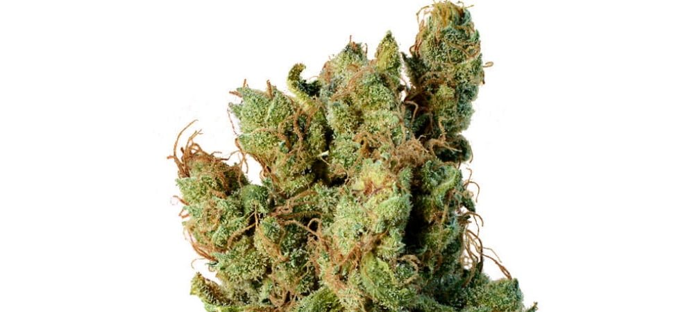 Super Silver Haze Amsterdam Genetics Cannabis Seeds