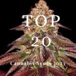 Top 20 Cannabis Seeds 2023