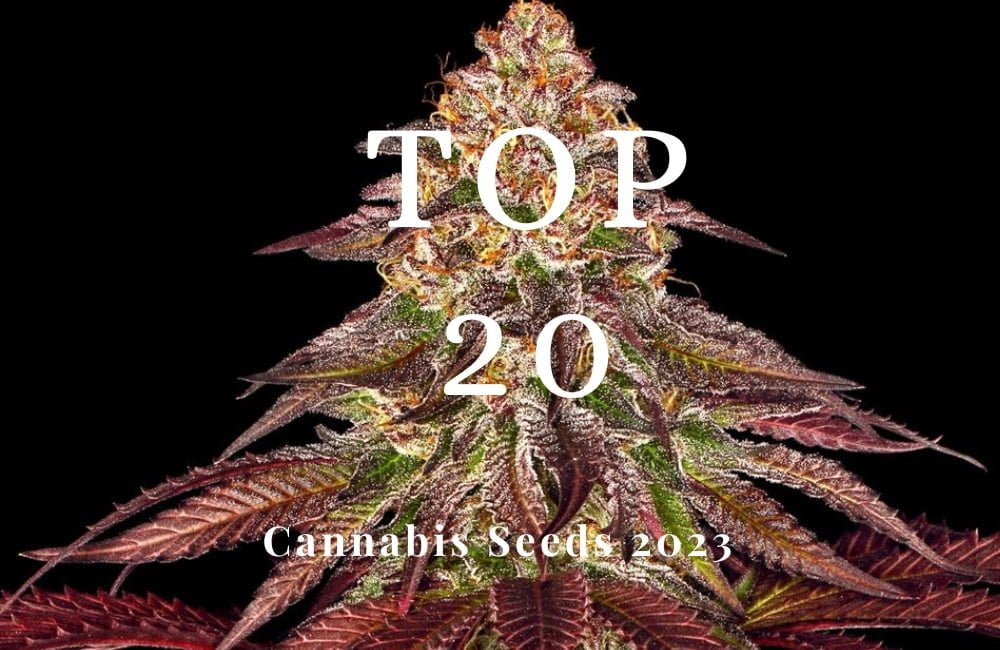 Top 20 Cannabis Seeds 2023