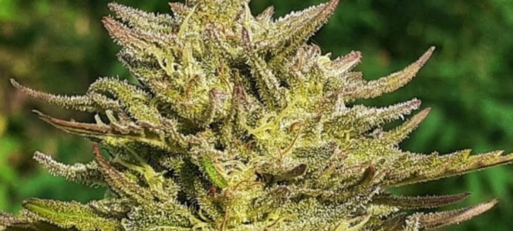 Top Tao Seeds Blueberry crystal Cannabis Seeds