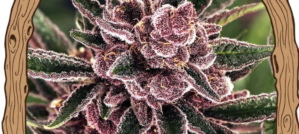 Tropical Fuel Exotic Seed Cannabis Seeds