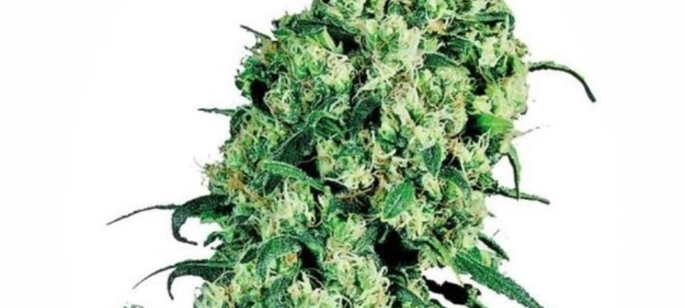 White Label Seeds Cannabis Seeds Skunk 1