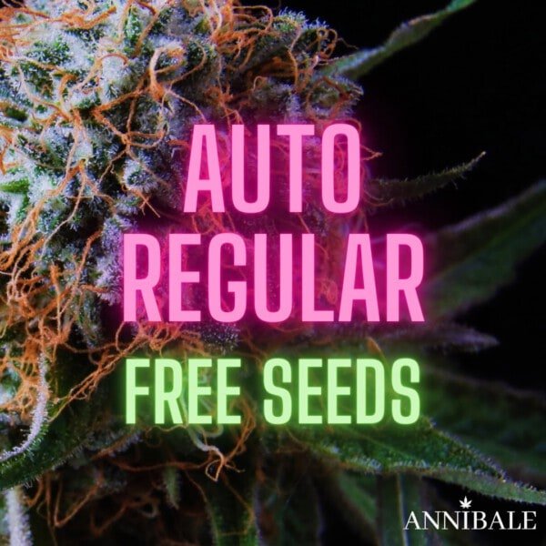 Autoregular Free Cannabis Seeds Annibale Seedshop