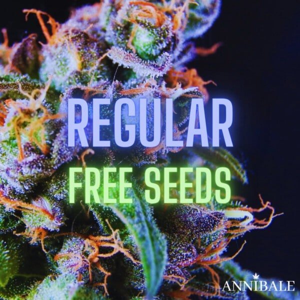 Regular Free Cannabis Seeds Annibale Seedshop