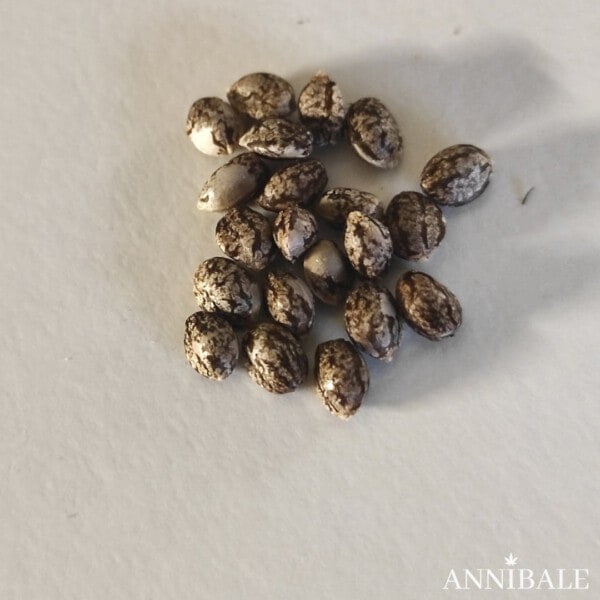 Secret Purple Mint F1 Regular Cannabis Seeds Annibale Genetics