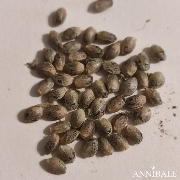 The Hammer Fast f1 regular cannabis seeds - annibale genetics