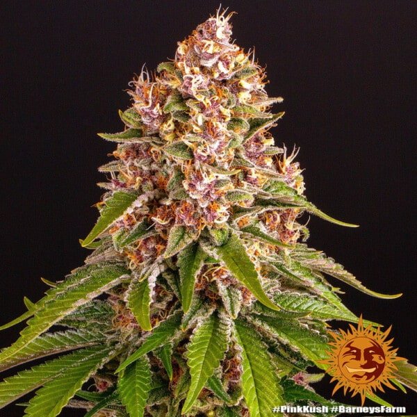 Barney's Farm Pink Kush Feminized Cannabis Seed Annibale Seedshop 1