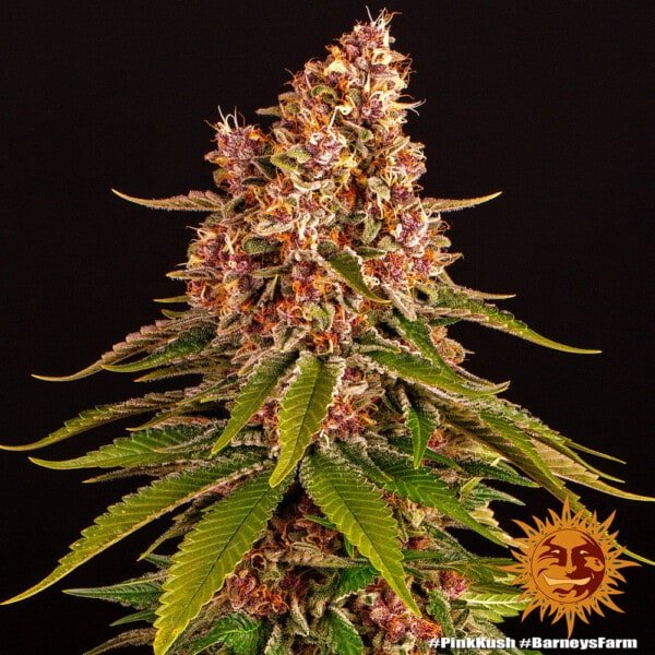 Barney's Farm Pink Kush Feminized Cannabis Seed Annibale Seedshop 2