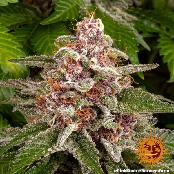 Barney's Farm Pink Kush Feminized Cannabis Seed Annibale Seedshop 3