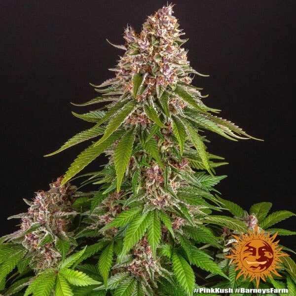 Barney's Farm Pink Kush Feminized Cannabis Seed Annibale Seedshop 4