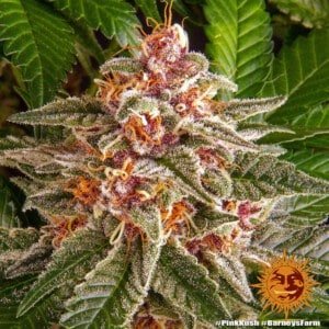 Barney's Farm Pink Kush Feminized Cannabis Seed Annibale Seedshop 5