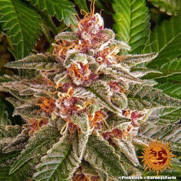 Barney's Farm Pink Kush Feminized Cannabis Seed Annibale Seedshop 5