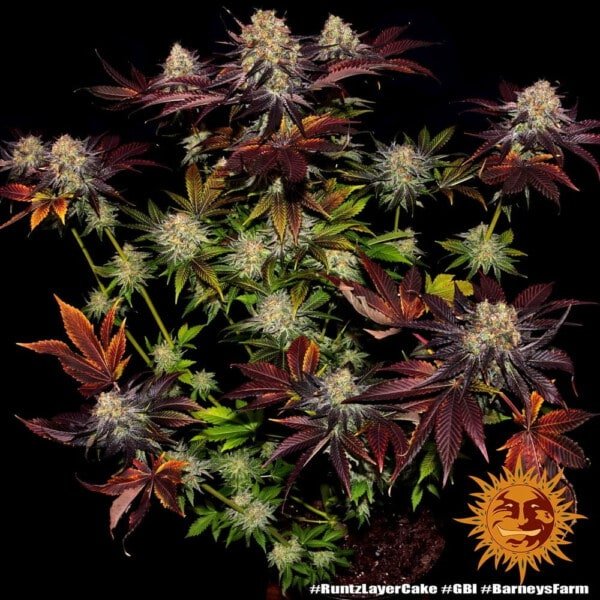 Barney's Farm Runtz X Layer Cake Feminized Cannabis Seed Annibale Seedshop 1