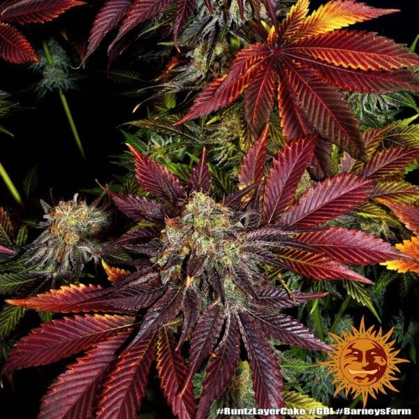 Barney's Farm Runtz X Layer Cake Feminized Cannabis Seed Annibale Seedshop 3