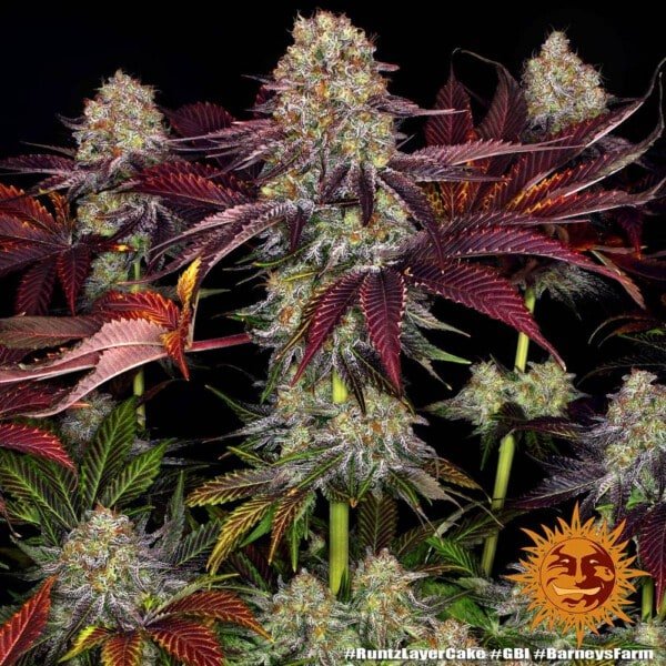 Barney's Farm Runtz X Layer Cake Feminized Cannabis Seed Annibale Seedshop 6