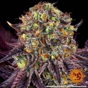 Barney's Farm Runtz X Layer Cake Feminized Cannabis Seed Annibale Seedshop 7