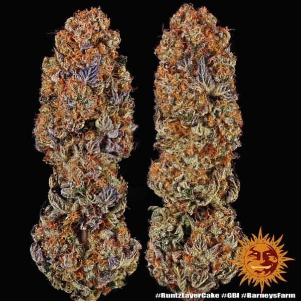 Barney's Farm Runtz X Layer Cake Feminized Cannabis Seed Annibale Seedshop 8