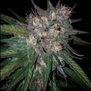 Bay Berry Regular Cannabis Seeds By Mosca Seeds