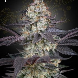 Green House Seeds Ztrawberry Feminized Cannabis Seeds Annibale Seedshop