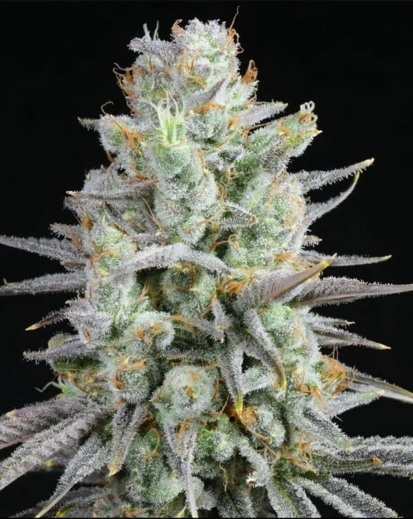 Motor Head Regular Lit Farms