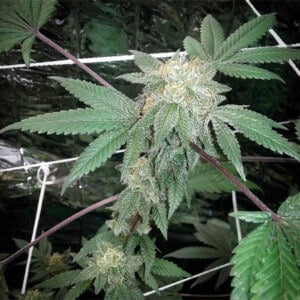 Snowcap Regular Cannabis Seeds Grand Daddy Purple Genetics 1