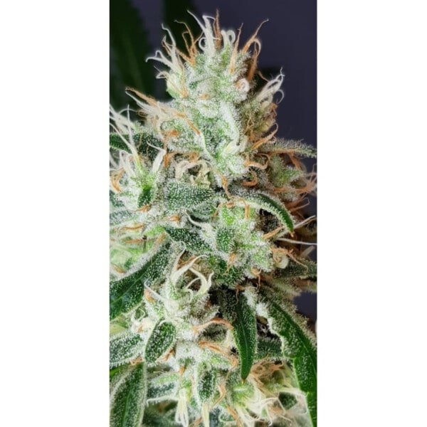 Super Sativa Seed Club Lemon OG Feminized Cannabis Seeds Annibale Seedshop 1