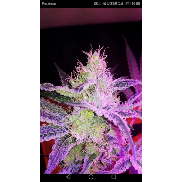 Super Sativa Seed Club Lemon OG Feminized Cannabis Seeds Annibale Seedshop 2