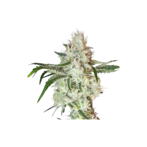 Super Sativa Seed Club Lemon OG Feminized Cannabis Seeds Annibale Seedshop