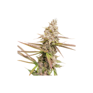 Super Sativa Seed Club Strawberry Cookies Feminized Cannabis Seeds Annibale Seedshop