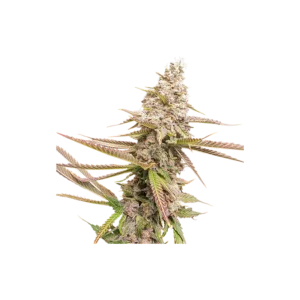 Super Sativa Seed Club Strawberry Cookies Feminized Cannabis Seeds Annibale Seedshop