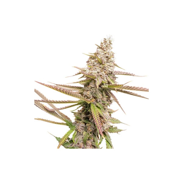 Super Sativa Seed Club Strawberry Cookies Feminized Cannabis Seeds Annibale Seedshop