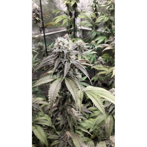 Super Sativa Seed Club Strawberry Cookies Feminized Cannabis Seeds Annibale Seedshop 1