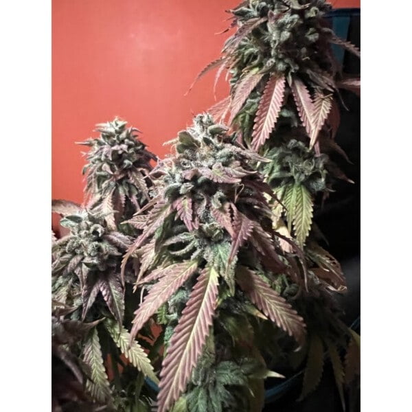 Strawberry Cookies Feminized - Super Sativa Seed Club - Image 5