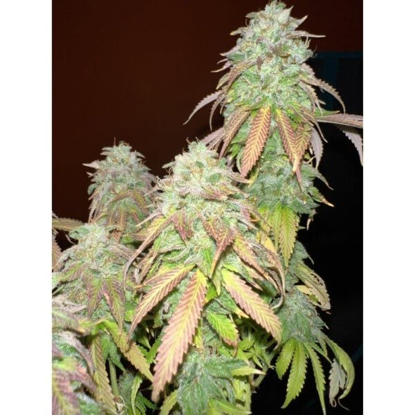 Strawberry Cookies Feminized - Super Sativa Seed Club - Image 4