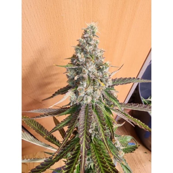 Strawberry Cookies Feminized - Super Sativa Seed Club - Image 2