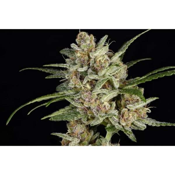 Super Sativa Seed Club Super Mad Sky Floater Feminized Cannabis Seeds Annibale Seedshop 1