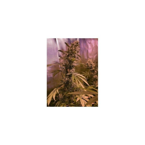 Super Sativa Seed Club Super Mad Sky Floater Feminized Cannabis Seeds Annibale Seedshop 2