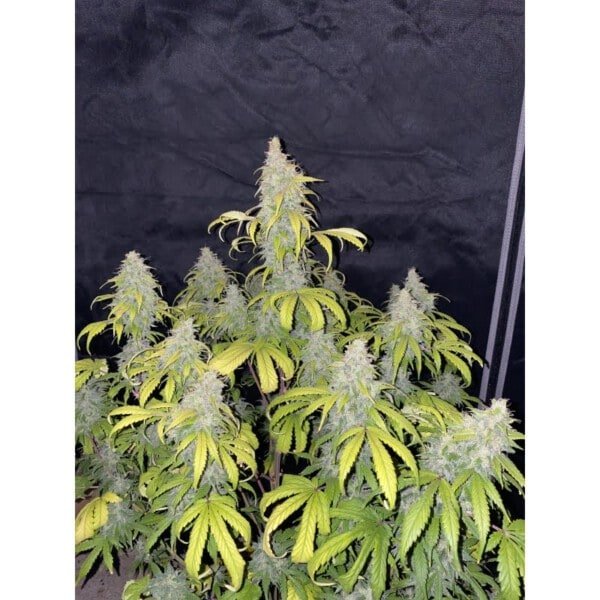 Super Sativa Seed Club Auto Sweet Bourbon Kush Autoflowering Cannabis Seeds Annibale Seedshop 1