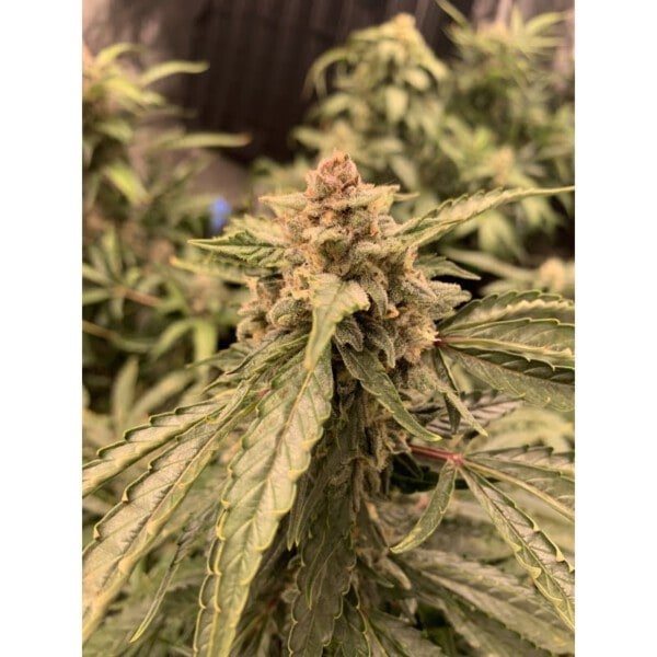 Super Sativa Seed Club Auto Sweet Bourbon Kush Autoflowering Cannabis Seeds Annibale Seedshop 2