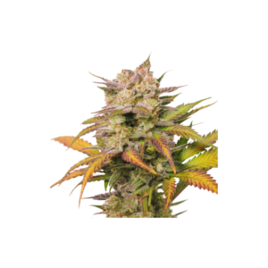 Super-Sativa-seed-Club-auto-sweet-bourbon-kush-Autoflowering-Cannabis-Seeds-Annibale-Seedshop