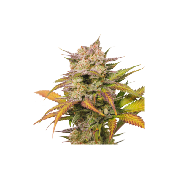 Super-Sativa-seed-Club-auto-sweet-bourbon-kush-Autoflowering-Cannabis-Seeds-Annibale-Seedshop