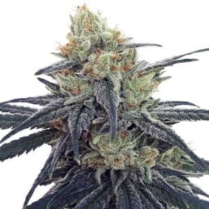 Ace Seeds Cbd #1 Feminized Annibale Seedshop