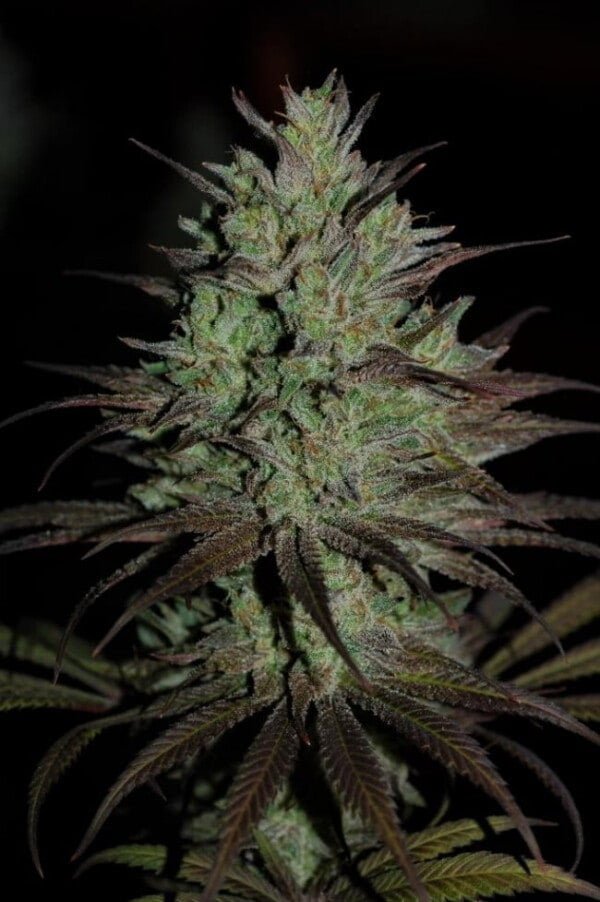 Ace Seeds Cbd #1 Feminized Annibale Seedshop 2