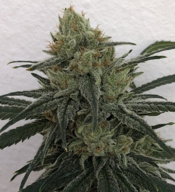 Ace Seeds Cbd #1 Feminized Annibale Seedshop 3