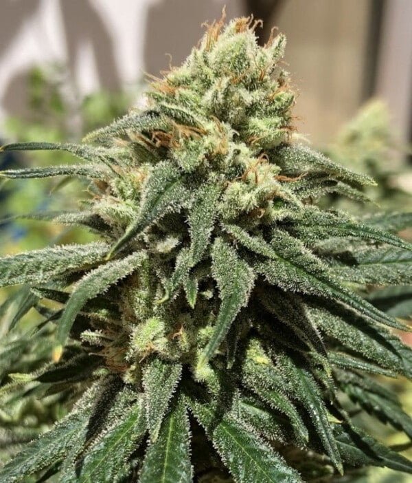 Ace Seeds Cbd #1 Feminized Annibale Seedshop 4