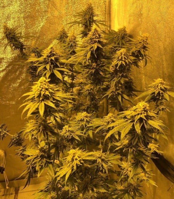 Ace Seeds Cbd #1 Feminized Annibale Seedshop 6