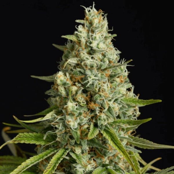 Amnesia Lemon Feminized Cannabis Seeds Genetics Silent Seeds