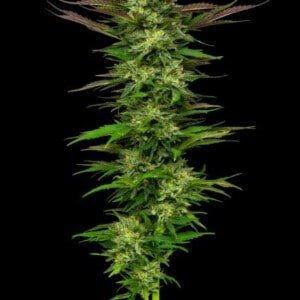 Apricot Papaya Feminized Humboldt Seed Company Annibale Seedshop