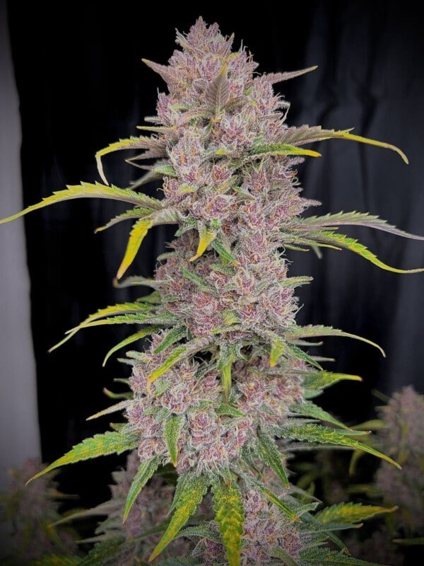 Banana Purple Punch Auto Fast Buds 420 6